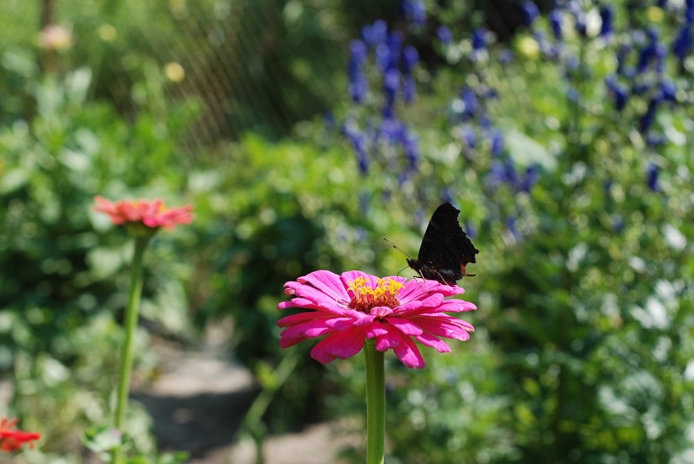 motyl siedzi ma kwiatku. Cynia w świetle porannego słonka.