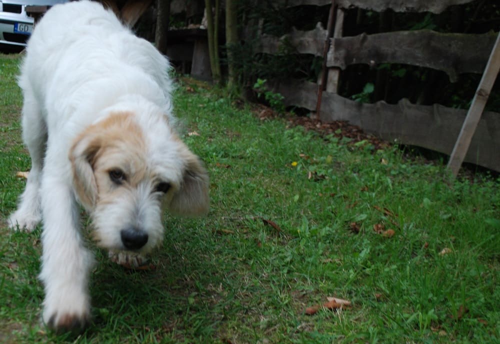 Pies skrada się do pieszczot. tłem jest zielona trawa po której idzie.