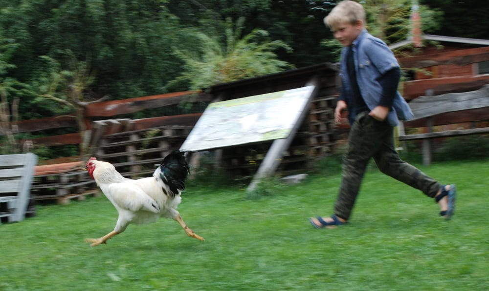 Chłopiec biegnie za kogutem