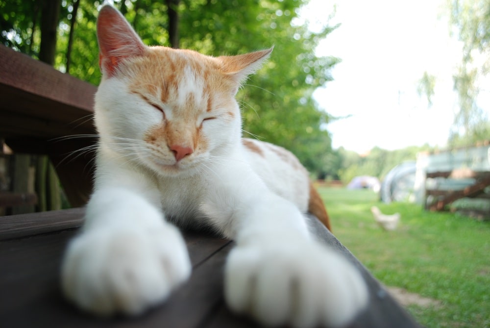 Kot leniwie wygrzewa się na ławce. Kot jest biało cynamonowy.