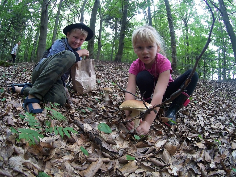 Dorodne prawdziwki odnalezione. Puszcza, suche liście, prawdziwki i prawdziwi zbieracze. 