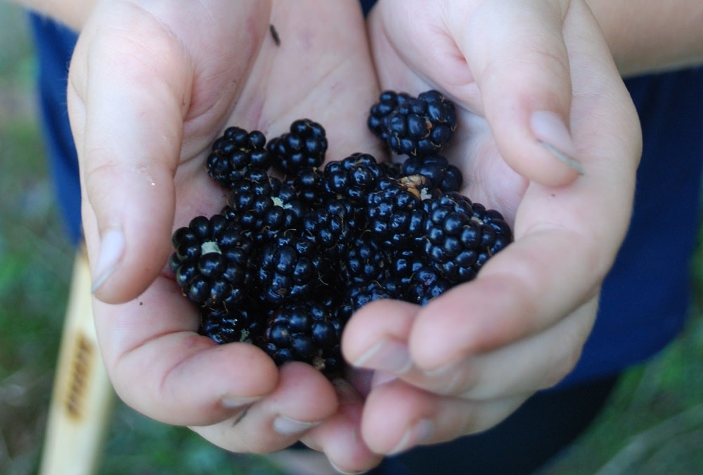Jeżyny dojrzałe, niemal czarne w garstce stworzonej z dwóch połączonych dłoni