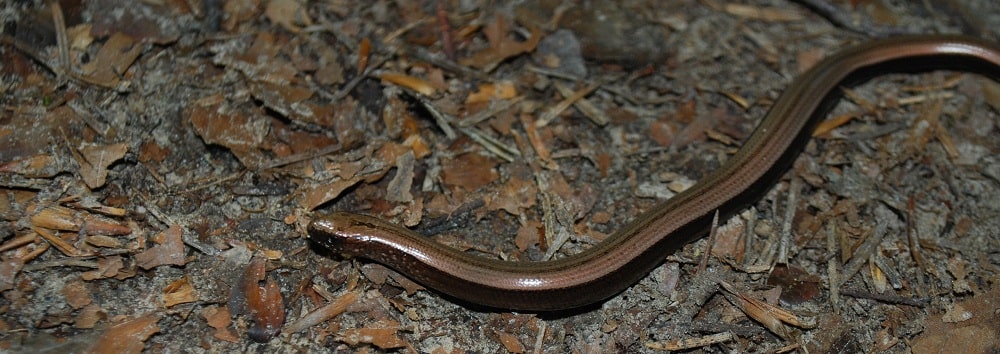 zeschłe liście. od prawej strony pełza padalec