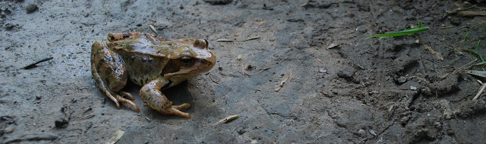 Droga wilgotna na niej żaba skierowana w prawą stronę.