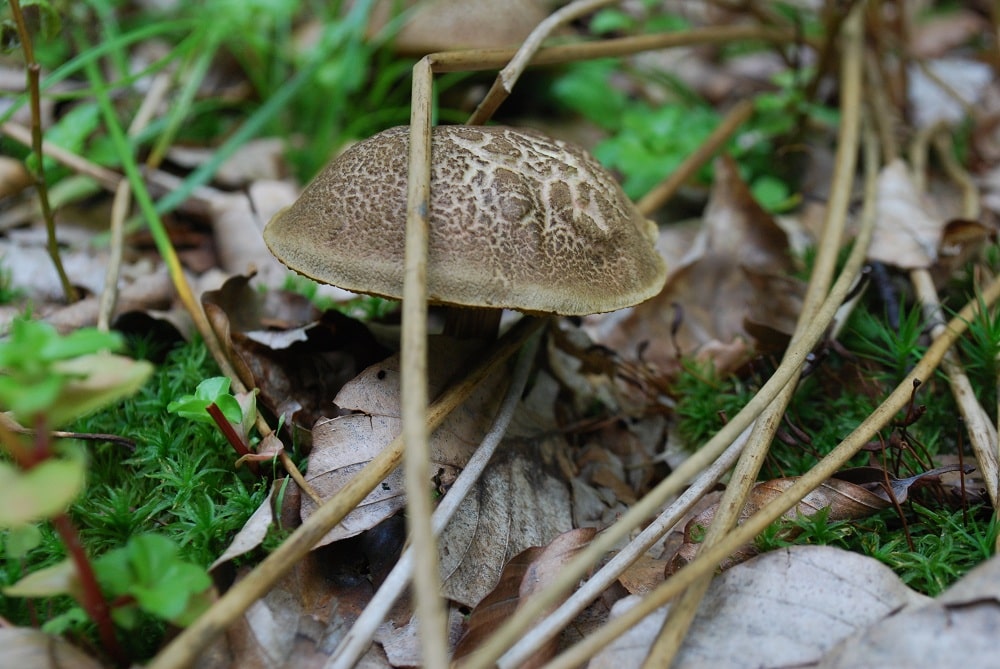 Ściółka leśna, mech, suche liście, w tej scenerii wyrasta grzyb brązowy, zajączkiem nazywany.