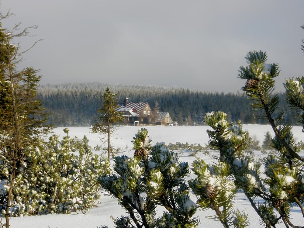 Natnie zabudowaniaa pierwszym planie gałęzie, zielone, iglaste. Dalej, na rozległej polanie samotne zabudowanie. Ost